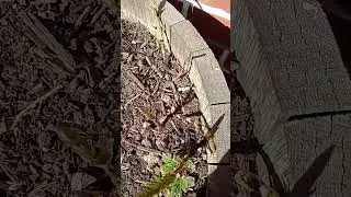 Bull Shoot Starting to Shoot Up And Start the Hop Growing Season down here in NZ. Cheers