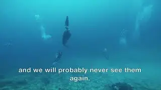 Dancing with mola mola
