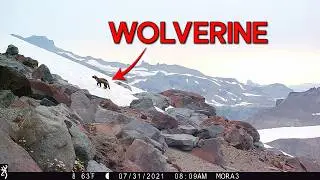 How many species live on a mountain glacier?