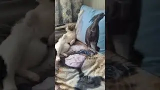 КИШКА ЕБ....Я.