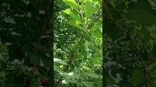 Сороченок в саду. Птенец слеток
