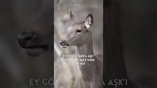 Ey gönül! Hakk’a Aşk’ı olmayanın, Aşk’a hakkı olur mu?