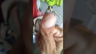 Una libélula (o similar) que llegó a vieja.