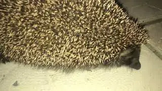 Ёжик кушает 🙂