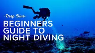 Beginners Guide To Night Diving | Deep Dive