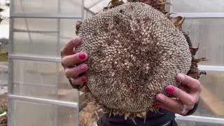 Simple Harvesting of Sunflower Seeds for Future Planting