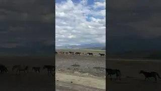 Казахстан 🇰🇿 красоты природы 🐎  
