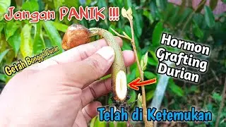 NEW FOUND ! Natural Hormones from Durian Clump Sap to Grafting 100% Successfully