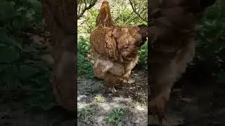 Дика курка тікає під кущ смородини