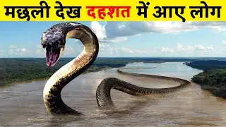 चिली में मछली देख दहशत में आए स्थानीय लोग😱 | In the net of fishermen  Trapped rare Oarfish | Factmos