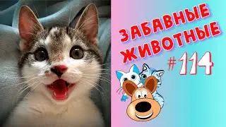 Приколы с Животными #114 / Смешные Животные 2020 / Приколы / Приколы про Животных / Лучшие Приколы