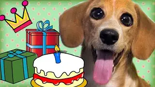 Моя Собака Тафи как Принцесса в свой ДЕНЬ Рождения 🐶 Лиза и питомцы
