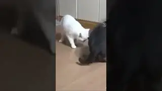cats #catsmeme #cats #cat #day #thebest #catmemes #video #videoshort #catsshorts
