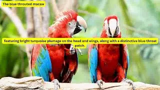 #blue #throated# macaw  #the#manta#ray #dog #animals #giraffe #capcut #wildlife #golden #amazing