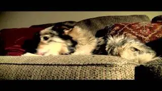 MY DOGS ARE, well, THEY IS, THEY ARE