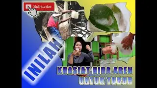 BERBAGAI MACAM KHASIAT DARI AIR HANAU (AREN/NIRA)