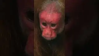 Shy Monkey Sends Pee Signal #lol #bodylanguange #wildlife