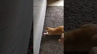 freeze the cat