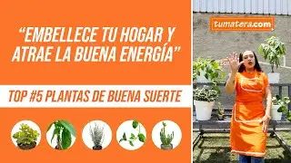 TOP # 5 PLANTAS de buena suerte que debes tener en tu hogar