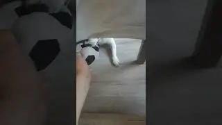 Джек рассел терьер