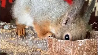 Мел для крепких зубов ❤️‍🩹 #animals #funny #животные