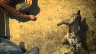 drahrthaa bark