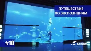 Приморский Океанариум. Путешествие по экспозициям. Выпуск  №10. Океанская бездна