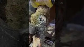 This Dewclaw has a Hole in It