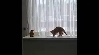 Tigger discovers The Living Room Window Sill