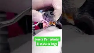 Ang baho nito grabe! Be responsible pet owner!