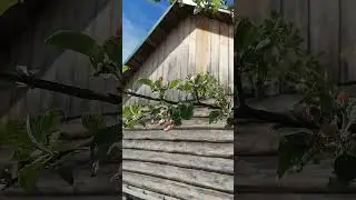 Чем обработать яблони по 