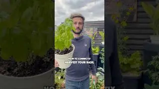 How to harvest & prune your Basil for a more productive plant 🌱💚 
