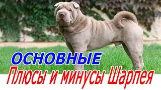 Шарпей — основные плюсы и минусы породы!