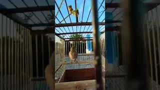 Реполов с красивым пением