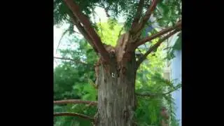 Flat-top Bald Cypress