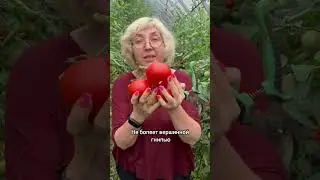 Томат МАХИТОС ! #дачныесоветы #дача #дачасадогород