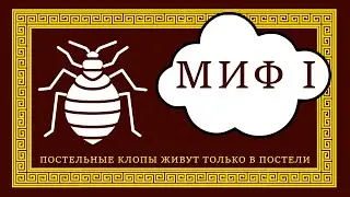 12 мифов о клопах. Миф №1 Клопы живут только в постели или кровати