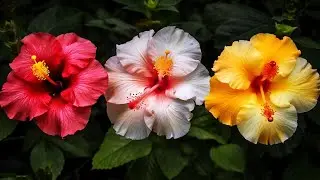 FLORAÇÃO DOS #HIBISCOS VÁRIAS CORES 🌺🌺🌺  #flowers  #flores  #plantas