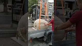 Гигантскую тыкву увозят😞