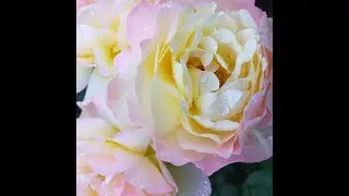 ROSES TOP 10 BEST hybrid tea roses in my garden 