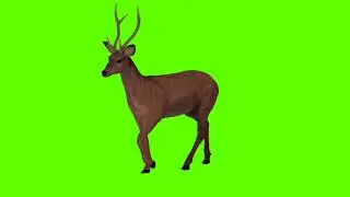 Deer || Green Screen | Chroma Key | Animal 4K |