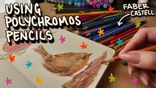 USING POLYCHROMOS PENCILS - the range isn’t there, but my will to live is