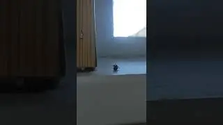 Муха - зомби