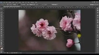 Інструменти виділення у Photoshop