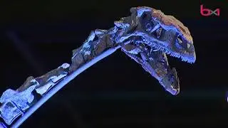 Ben le Platéosaure se dévoile au Musée des sciences naturelles de Bruxelles