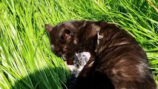 Кошка родила двух котят. Трогательный момент