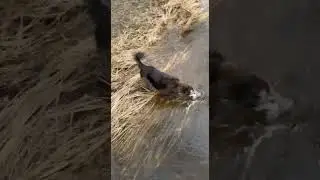 Border collie boxer obsessed with water