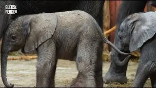 Derde Afrikaanse olifantenkalfje geboren in Safaripark Beekse Bergen