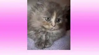 Perser Katzen Part 1