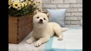 White Shiba Inu - Odie